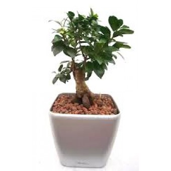 Ficus ginseng bonsai 20/40 cm in ghiveci Lechuza quadro 21 cm